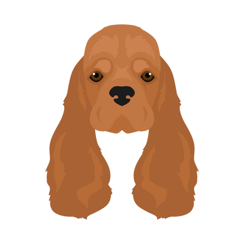 American Cocker Spaniel