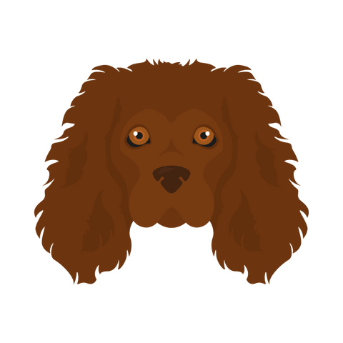 American Water Spaniel