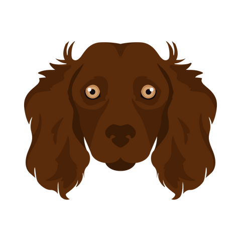 Boykin Spaniel