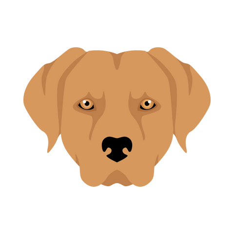 Chesapeake Bay Retriever