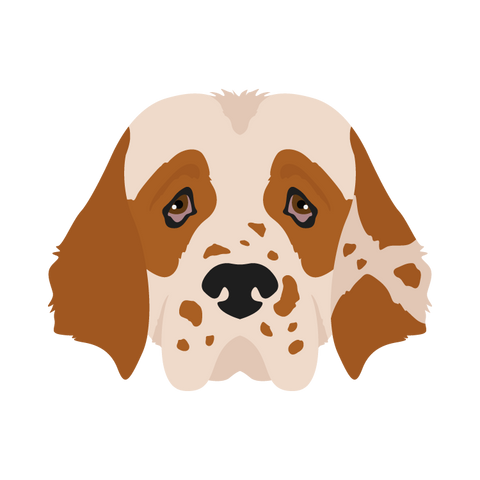 Clumber Spaniel