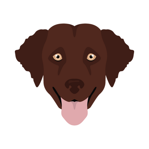 Curly-Coated Retriever