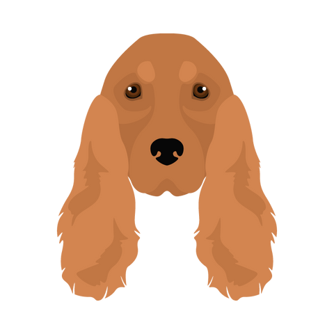 English Cocker Spaniel