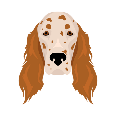 English Setter