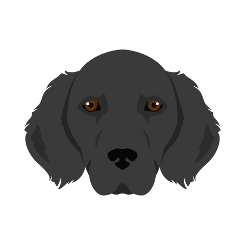 Flat-Coated Retriever