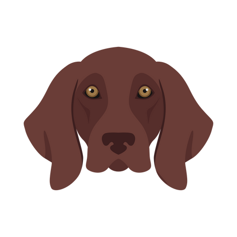 German Shorthaired Pointer Head Portrait