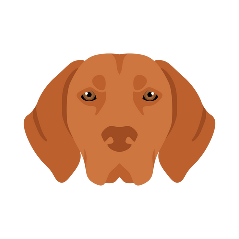 Vizsla Head Portrait