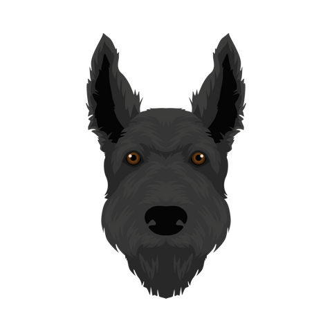 Scottish Terrier Head Portrait
