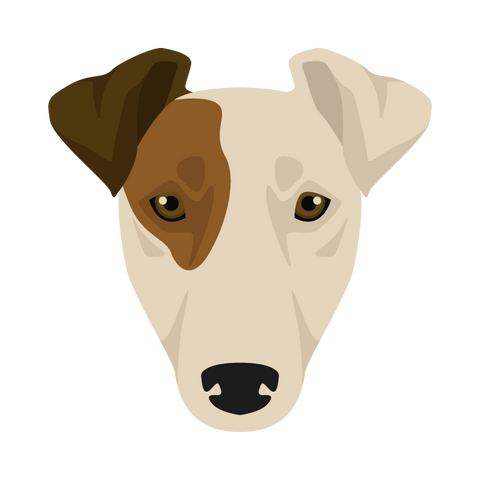 Smooth Fox Terrier