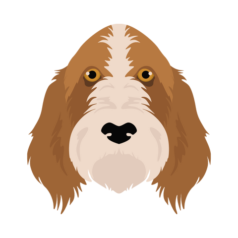 Spinone Italiano