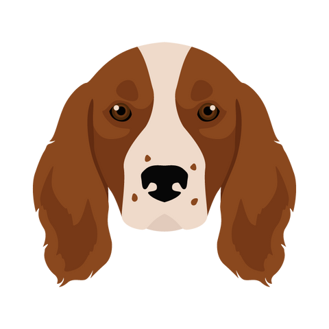 Welsh Springer Spaniel