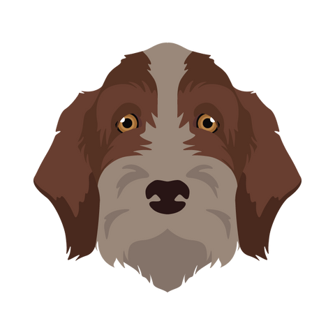 Wirehaired Pointing Griffon