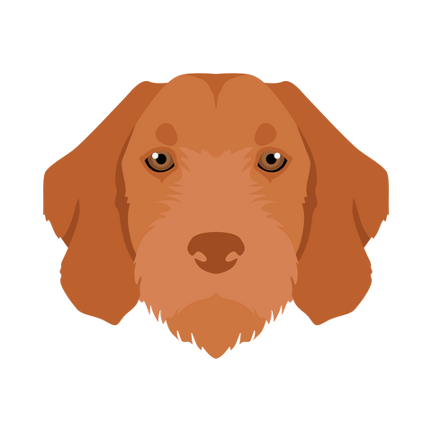 Wirehaired Vizsla Head Portrait